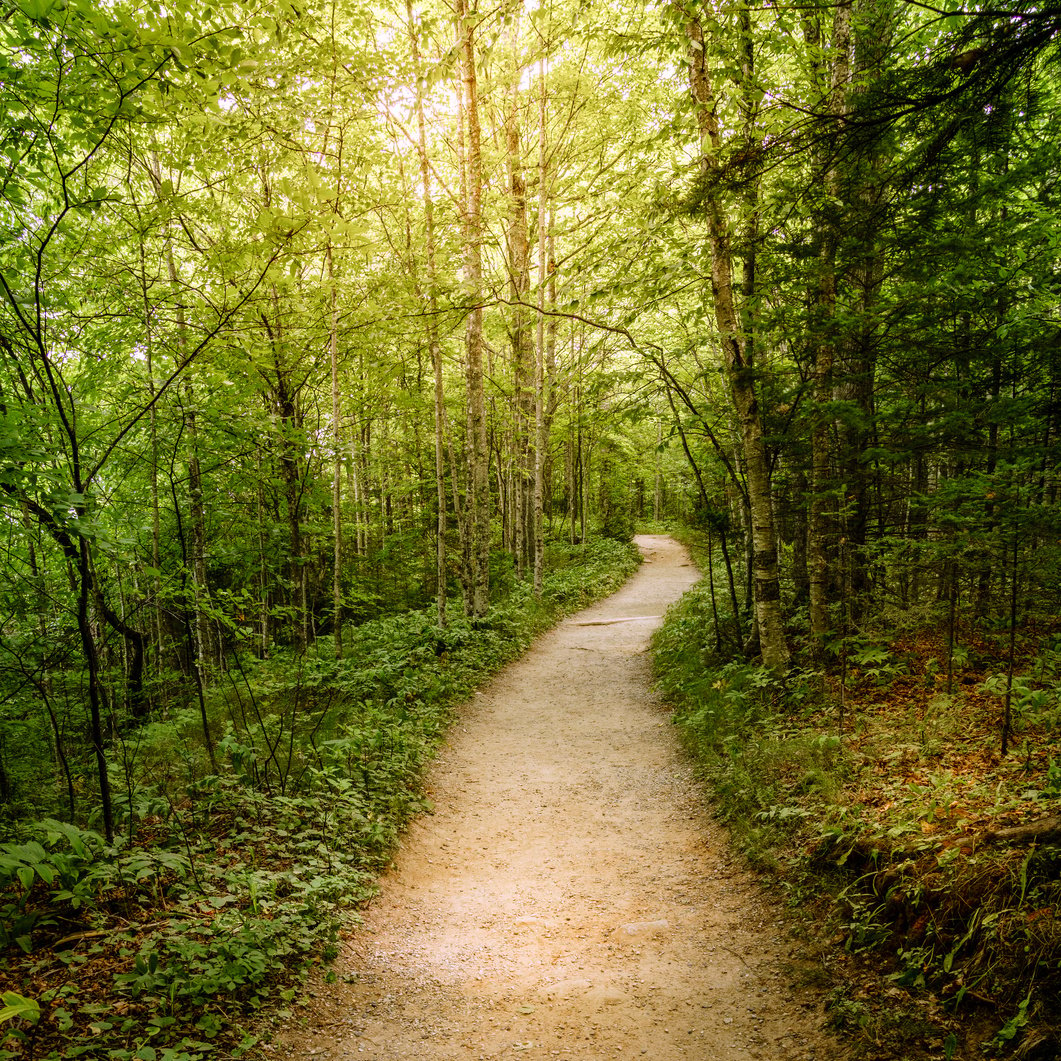 Forest trail