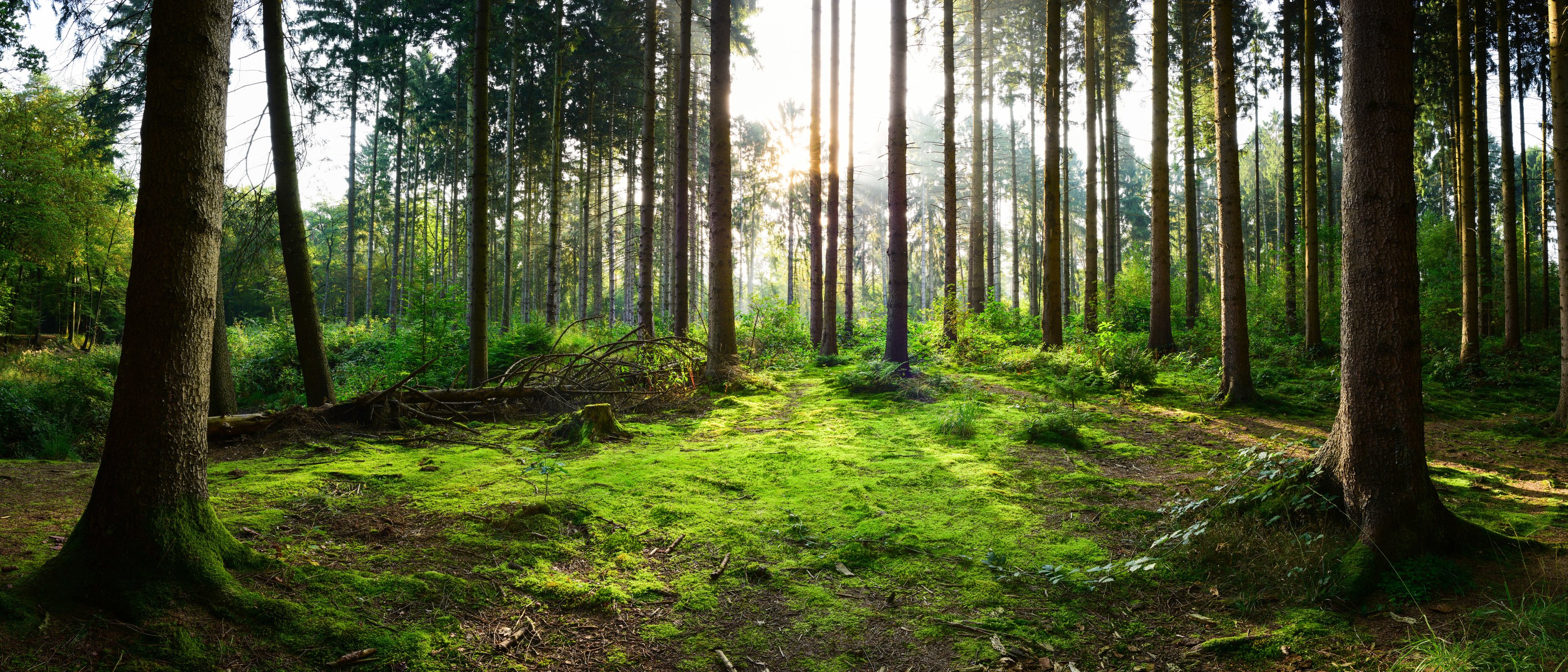 Sunrise in the forest