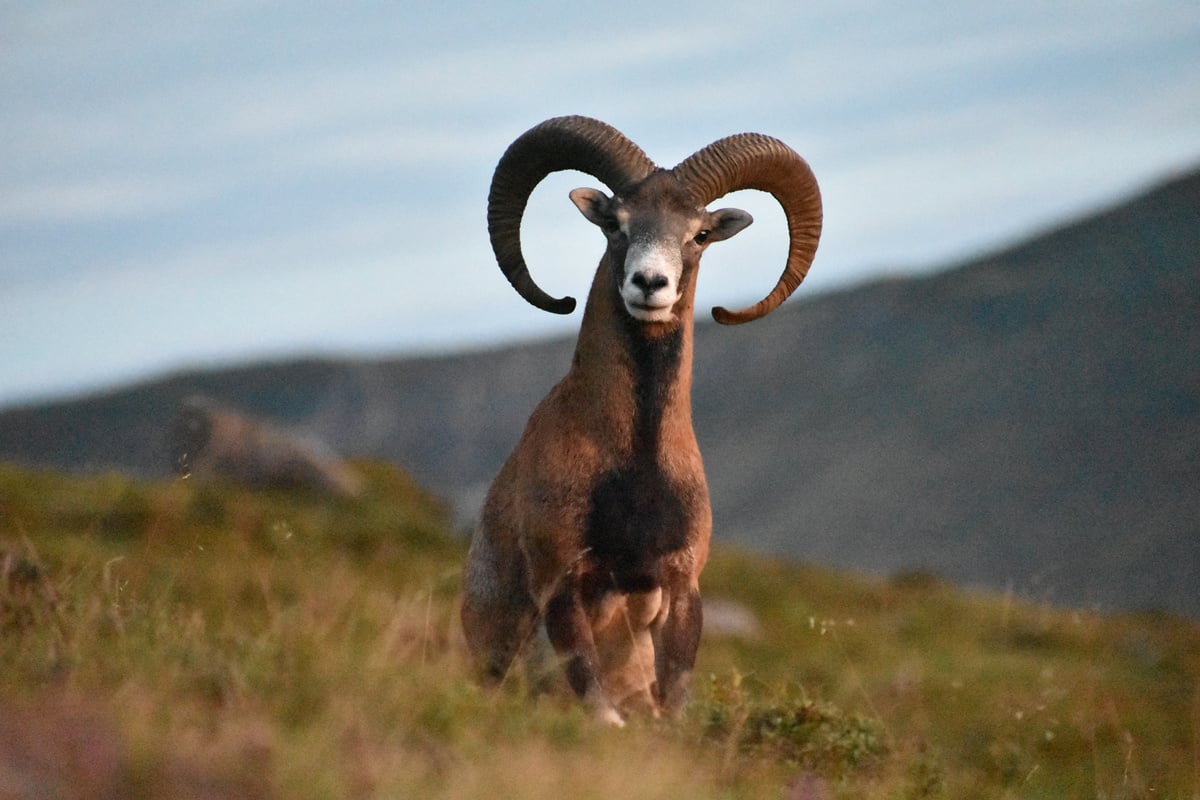 mouflon