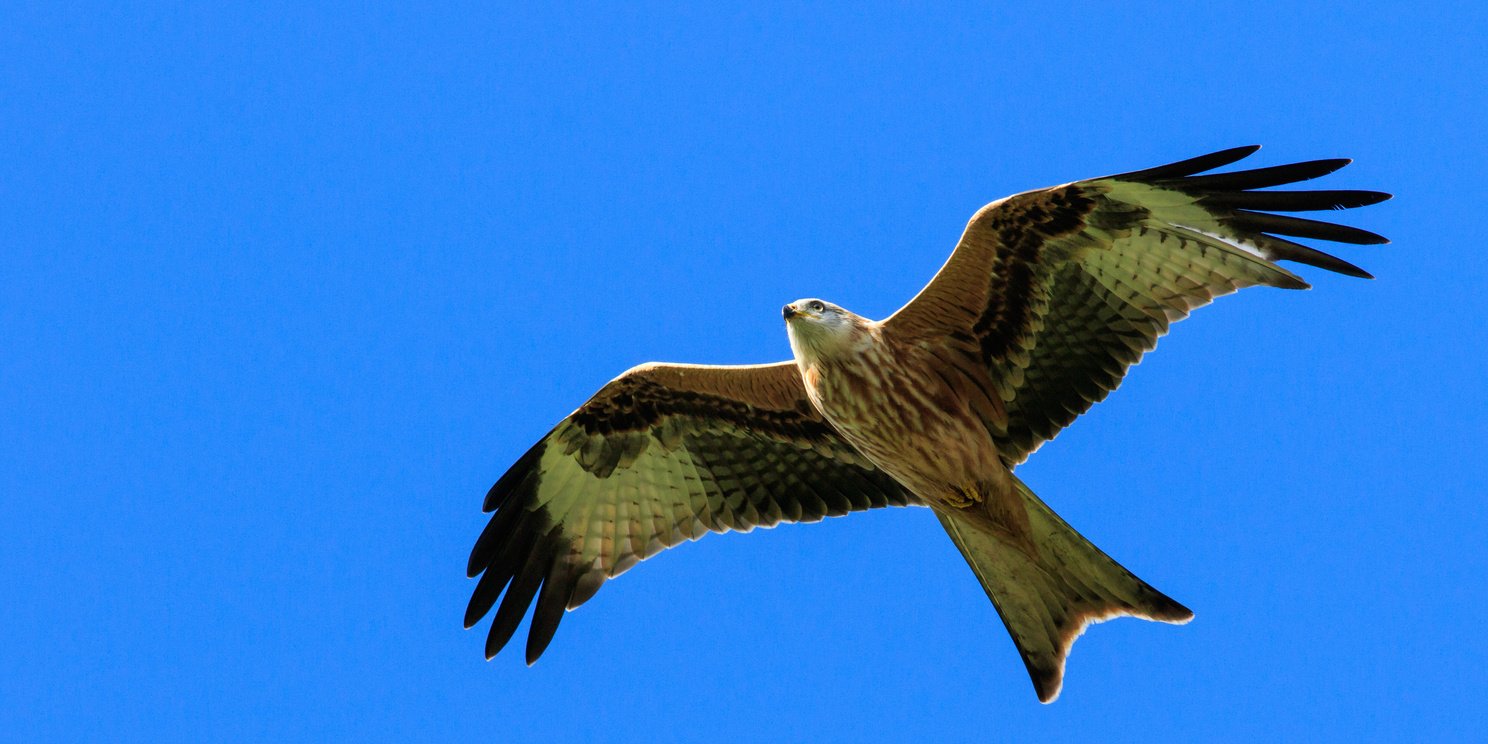 Red Kite